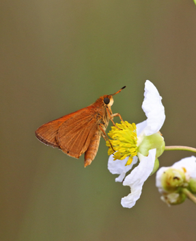 Palatka Skipper